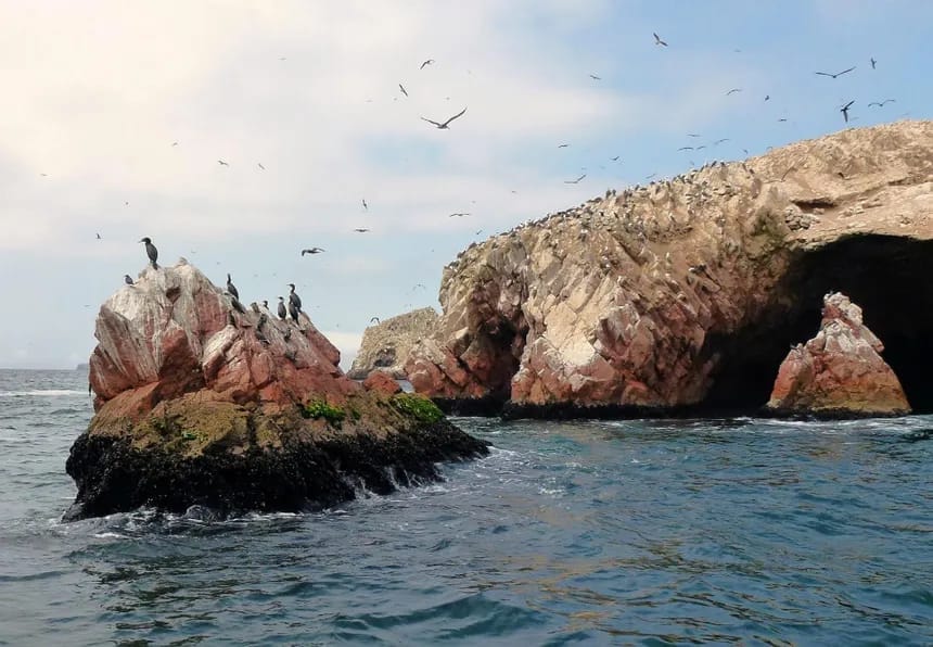 Ballestas Islands & Candelabra - 1